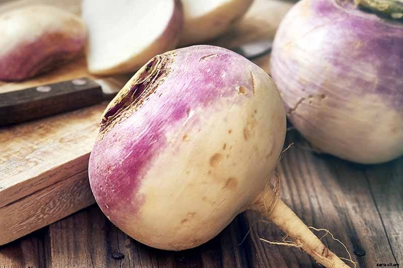 How to Harvest Turnips