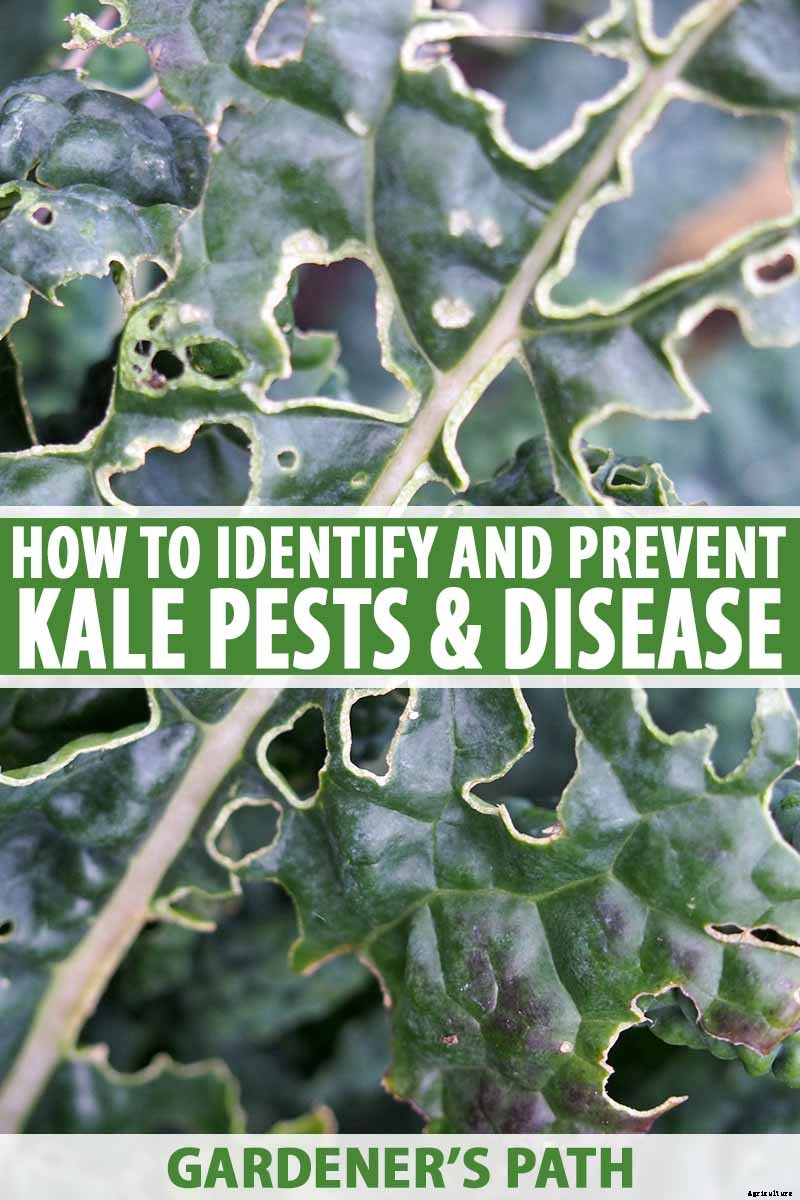 Tips for Protecting Kale from Pests and Disease