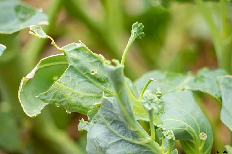 Tips for Protecting Kale from Pests and Disease