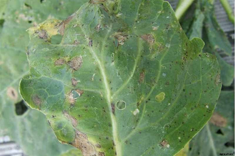 Tips for Protecting Kale from Pests and Disease