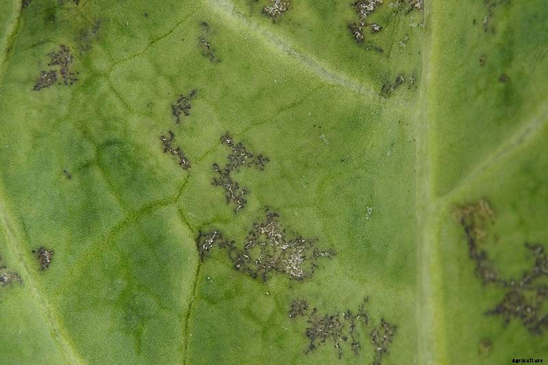 Tips for Protecting Kale from Pests and Disease