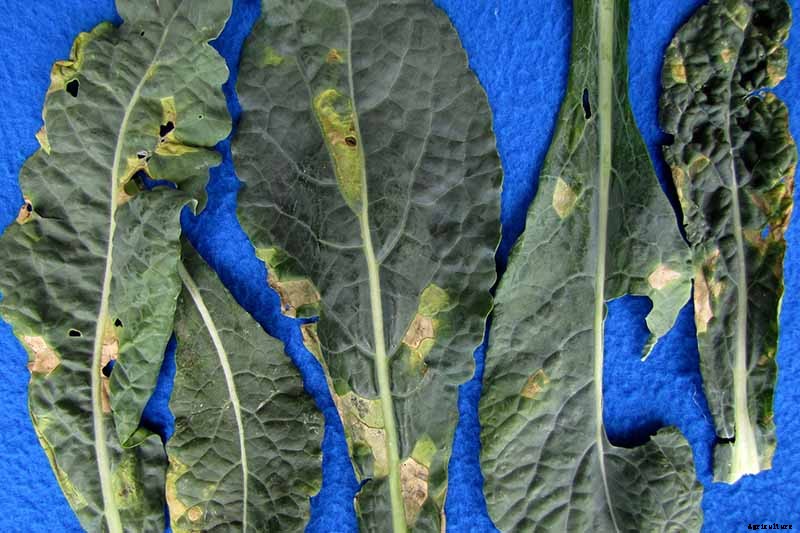 Tips for Protecting Kale from Pests and Disease