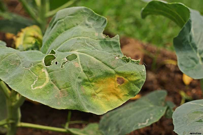 Tips for Protecting Kale from Pests and Disease