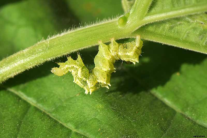 Tips for Protecting Kale from Pests and Disease