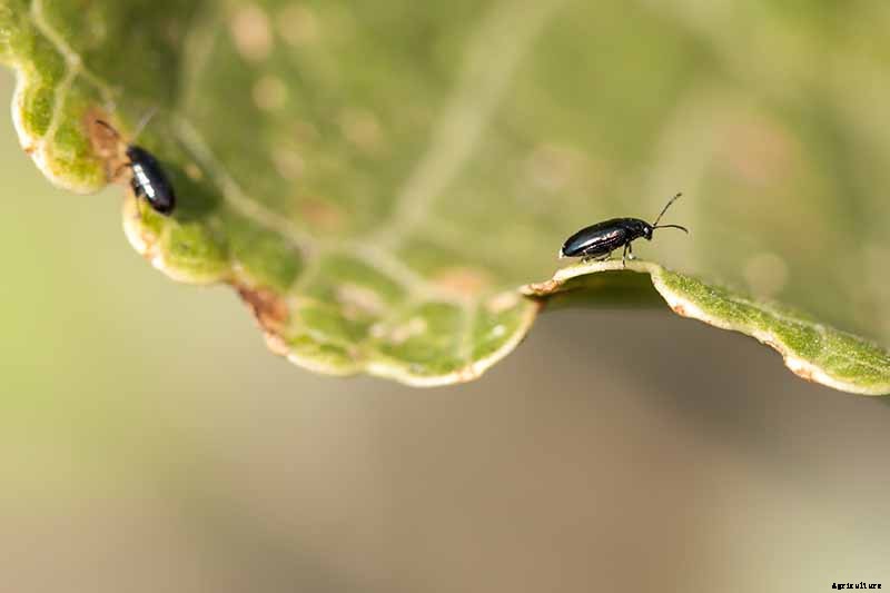 Tips for Protecting Kale from Pests and Disease