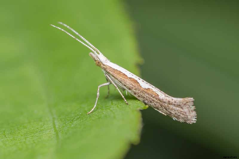 Tips for Protecting Kale from Pests and Disease