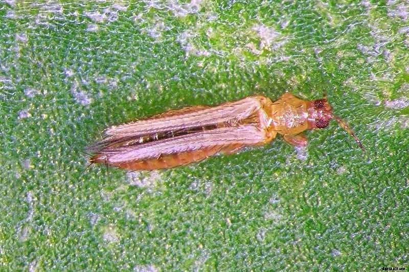 Tips for Protecting Kale from Pests and Disease