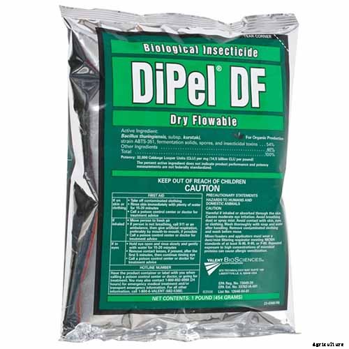 Tips for Protecting Kale from Pests and Disease