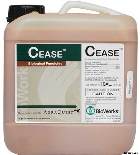 Tips for Protecting Kale from Pests and Disease