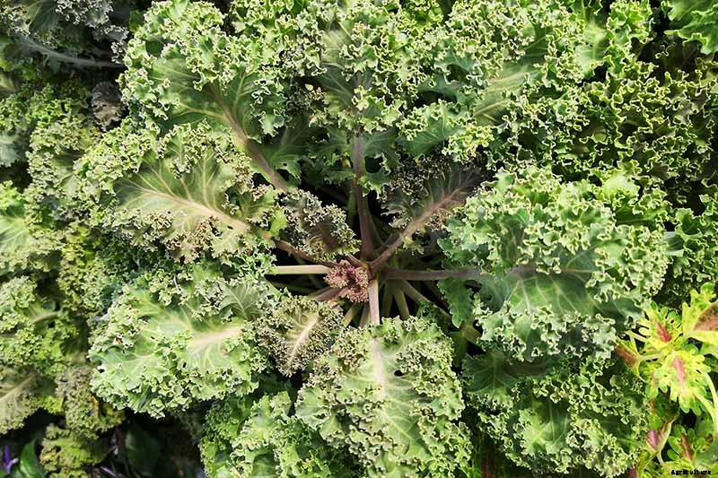 Tips for Protecting Kale from Pests and Disease