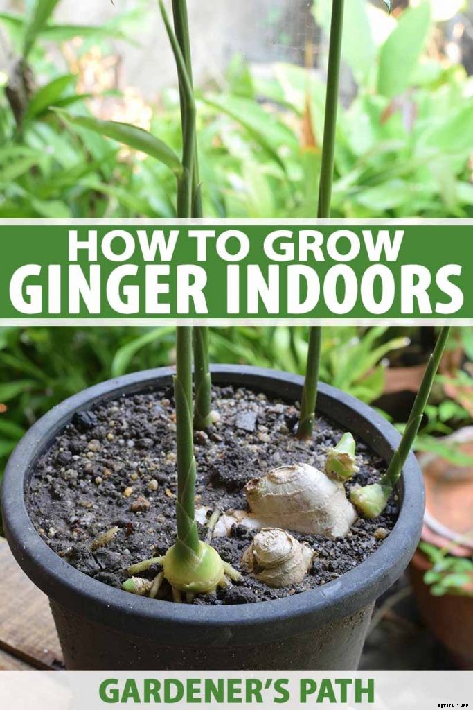 Ginger Houseplant Care Tips: How to Grow Ginger Indoors