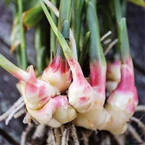 Ginger Houseplant Care Tips: How to Grow Ginger Indoors
