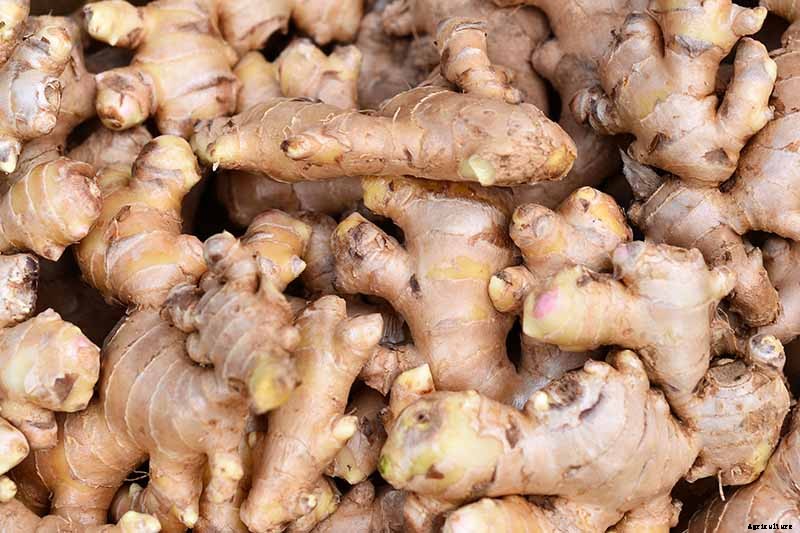 Ginger Houseplant Care Tips: How to Grow Ginger Indoors