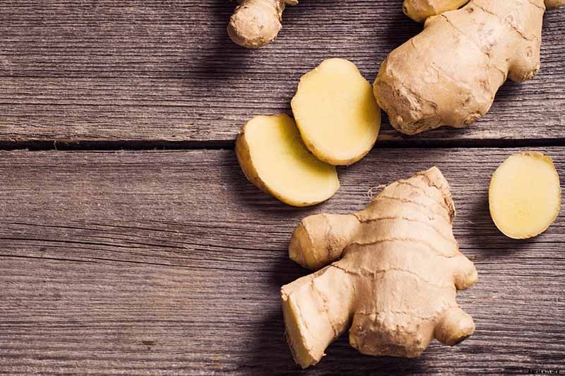 Ginger Houseplant Care Tips: How to Grow Ginger Indoors