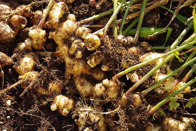 Ginger Houseplant Care Tips: How to Grow Ginger Indoors