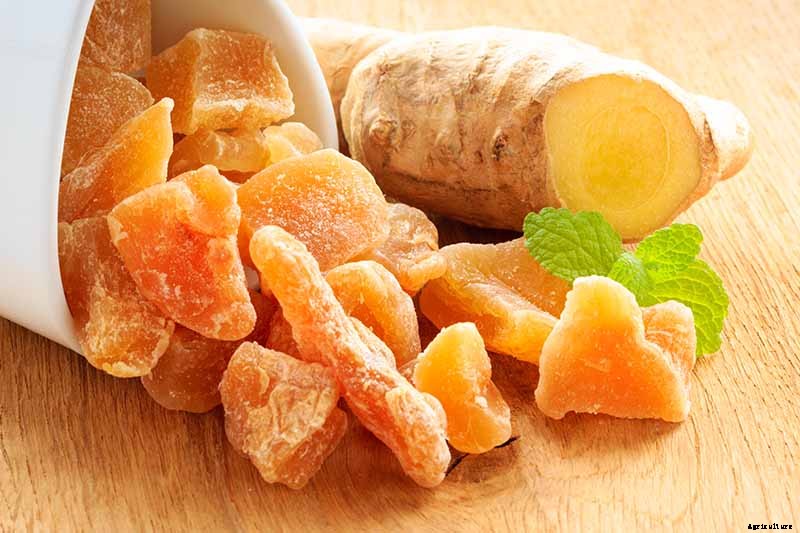 Ginger Houseplant Care Tips: How to Grow Ginger Indoors