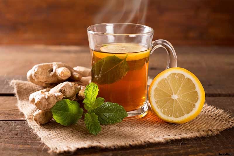 Ginger Houseplant Care Tips: How to Grow Ginger Indoors