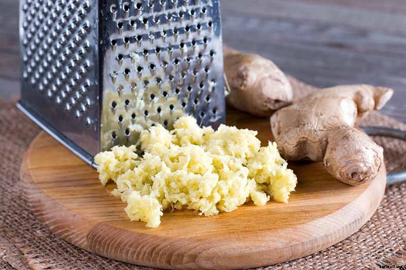 Ginger Houseplant Care Tips: How to Grow Ginger Indoors