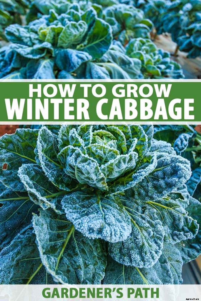 How to Grow Winter Cabbage for a Late-Season Harvest