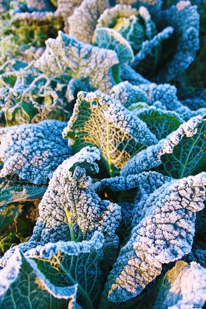 How to Grow Winter Cabbage for a Late-Season Harvest