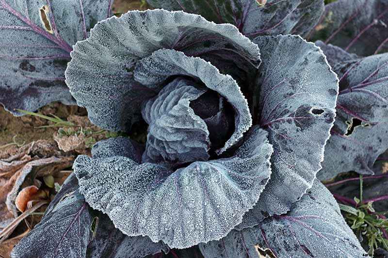 How to Grow Winter Cabbage for a Late-Season Harvest