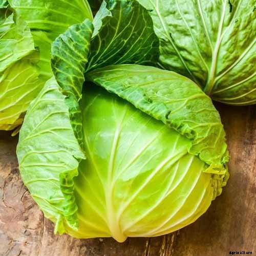 How to Grow Winter Cabbage for a Late-Season Harvest
