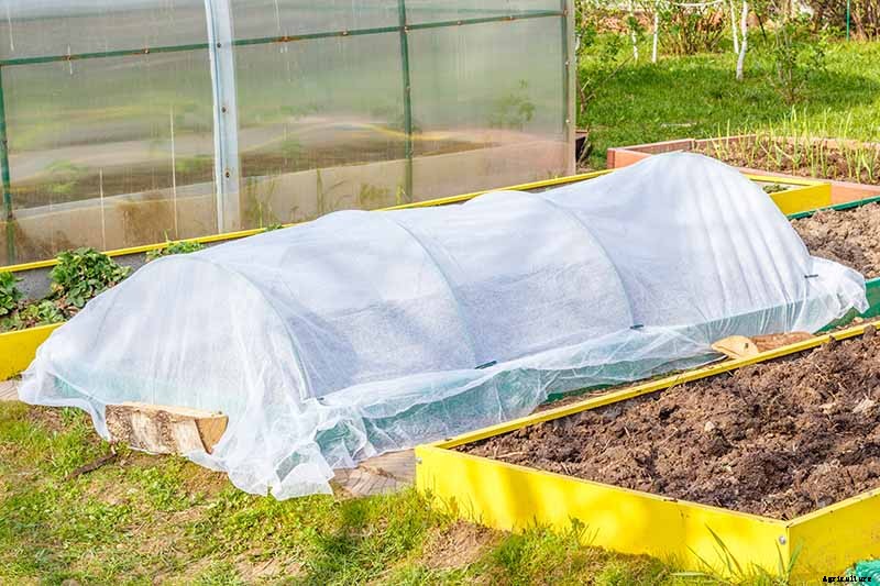 How to Grow Winter Cabbage for a Late-Season Harvest