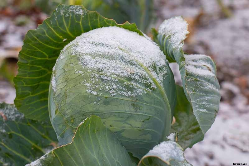 How to Grow Winter Cabbage for a Late-Season Harvest