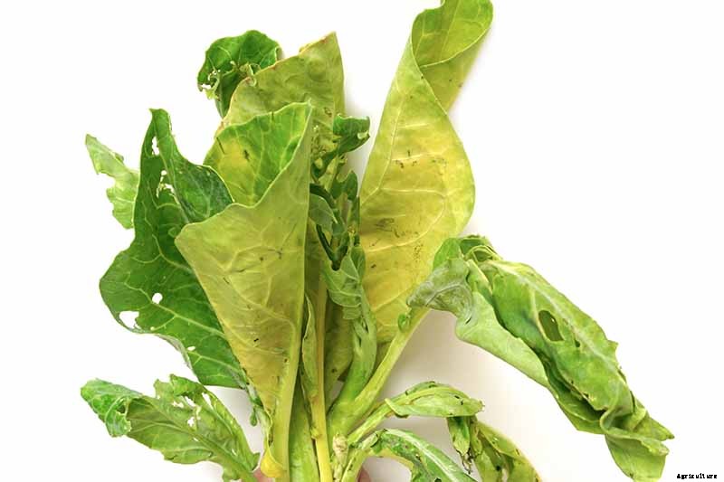 Can You Eat Kale That Has Turned Yellow?
