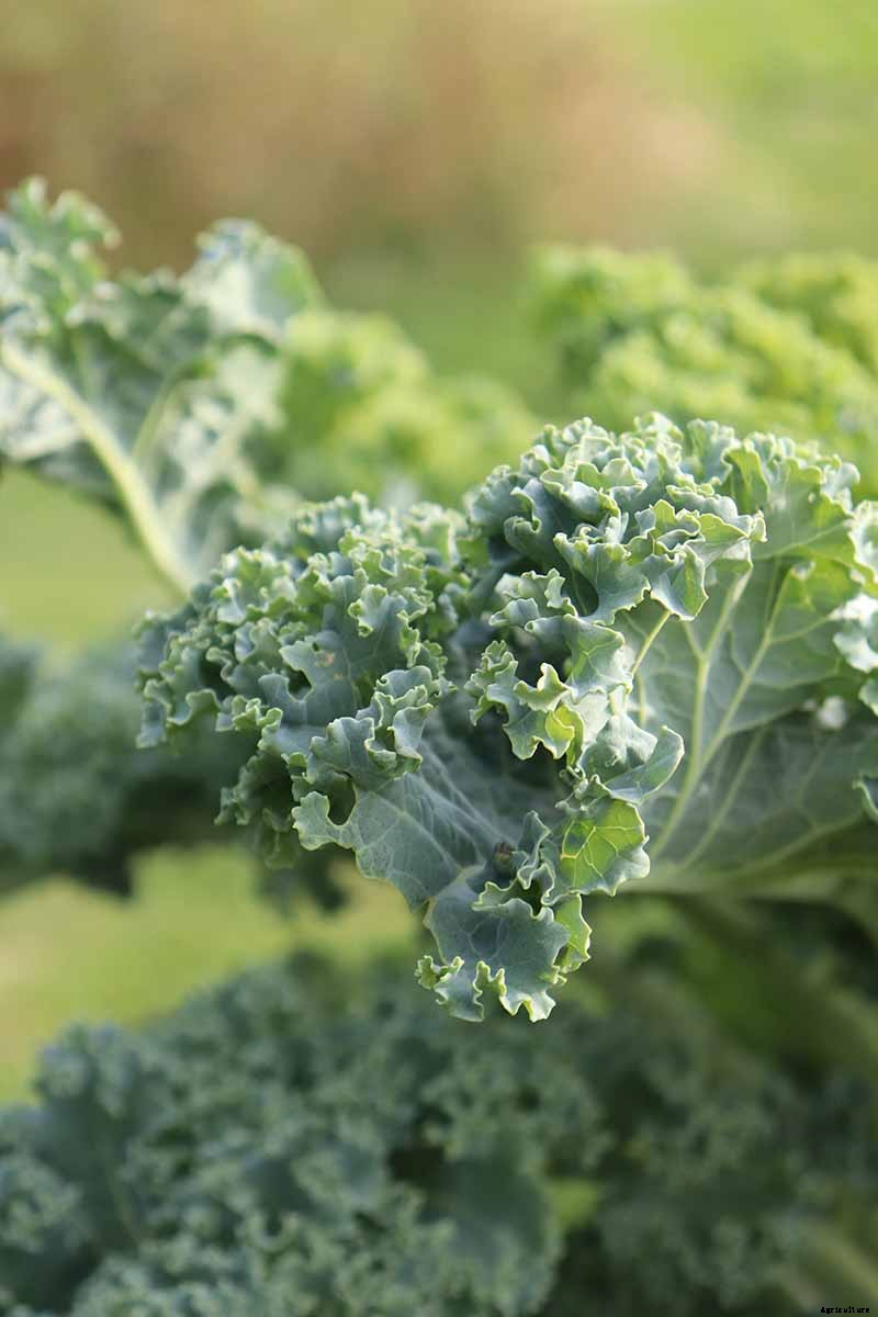 Can You Eat Kale That Has Turned Yellow?
