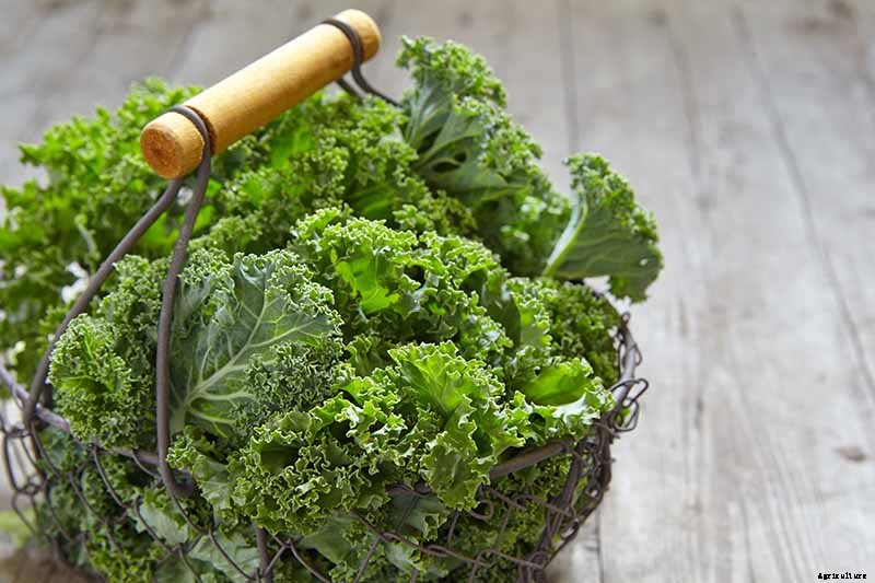 Can You Eat Kale That Has Turned Yellow?