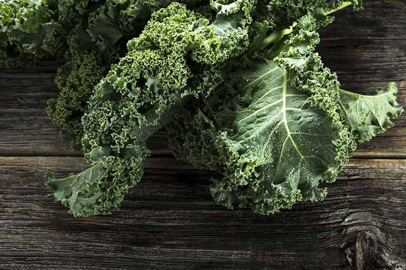 Can You Eat Kale That Has Turned Yellow?
