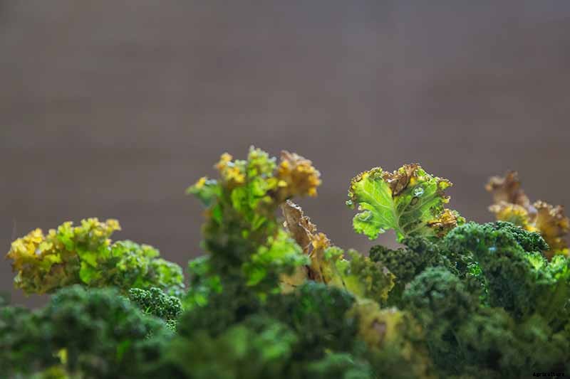 Can You Eat Kale That Has Turned Yellow?