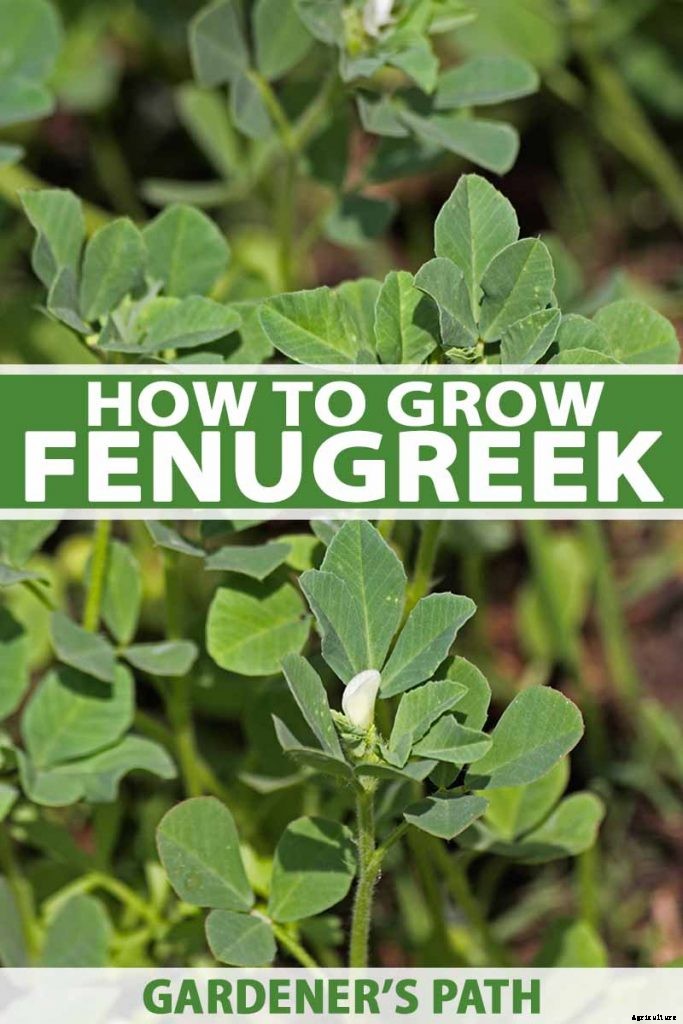 How to Grow Fenugreek