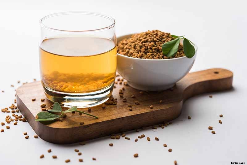 How to Grow Fenugreek