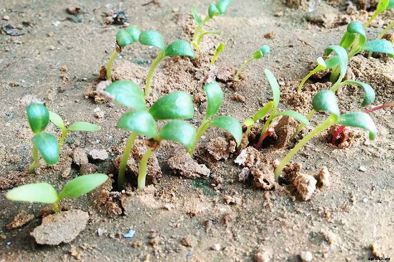 How to Grow Fenugreek