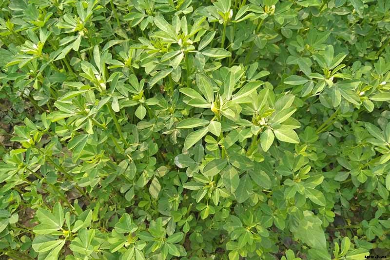 How to Grow Fenugreek