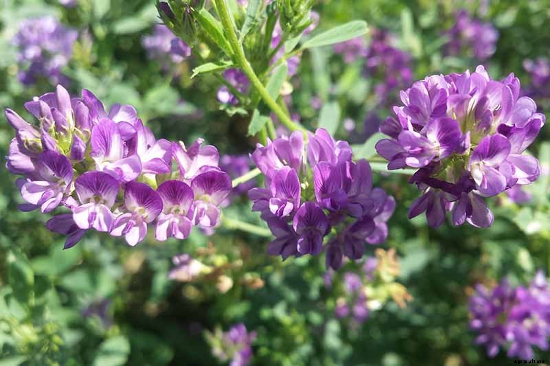 How to Grow Fenugreek