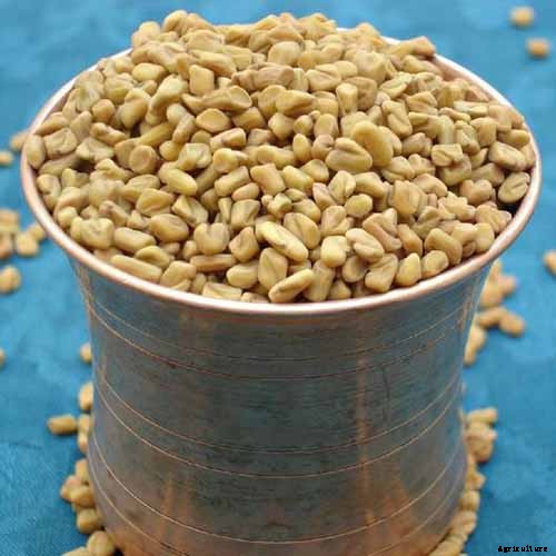 How to Grow Fenugreek