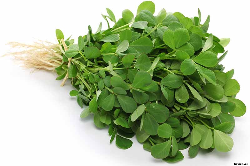How to Grow Fenugreek