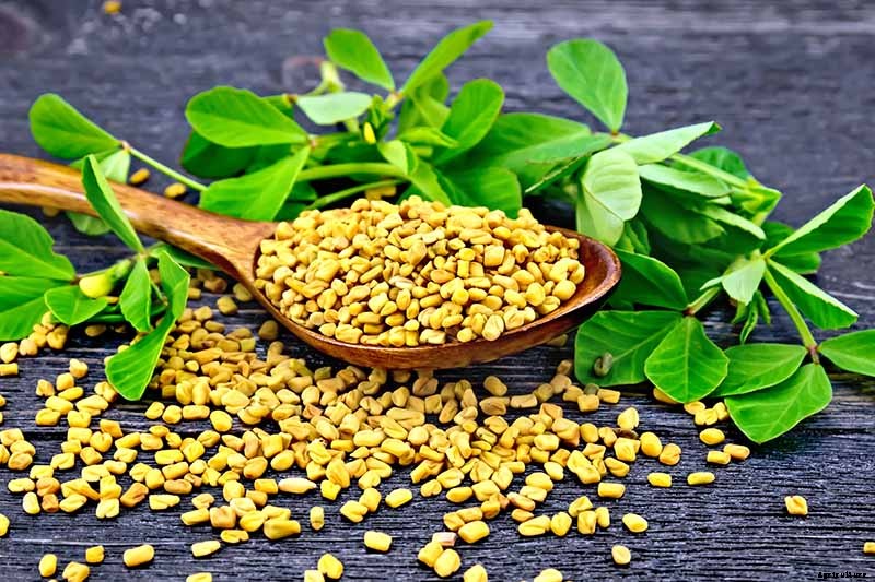 How to Grow Fenugreek
