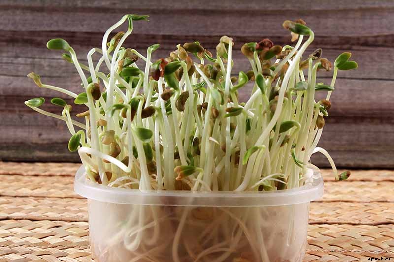How to Grow Fenugreek