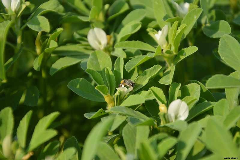 How to Grow Fenugreek