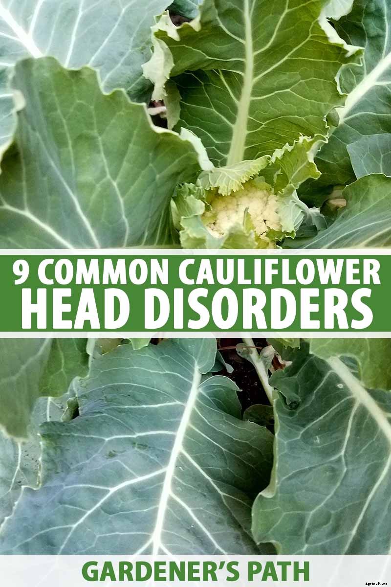 9 Cauliflower Head Disorders and How to Avoid Them