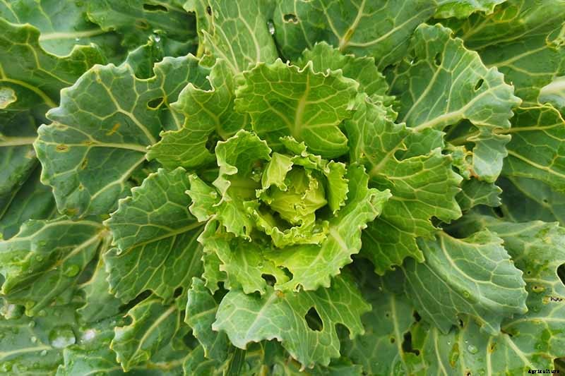 9 Cauliflower Head Disorders and How to Avoid Them