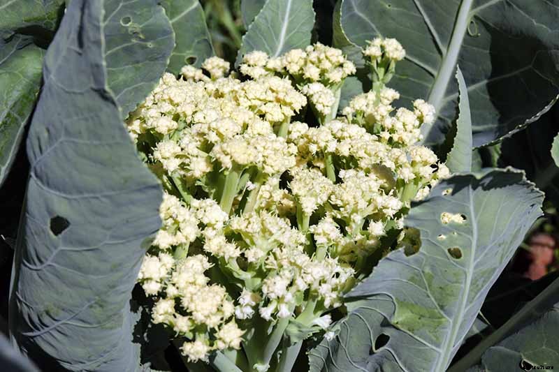 9 Cauliflower Head Disorders and How to Avoid Them