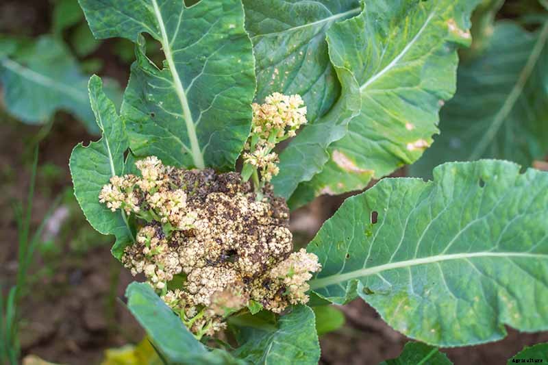 9 Cauliflower Head Disorders and How to Avoid Them