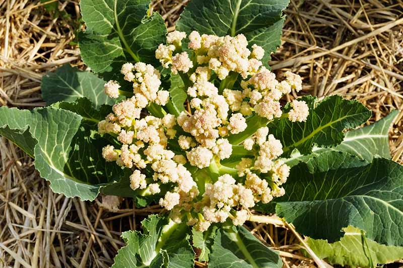 9 Cauliflower Head Disorders and How to Avoid Them