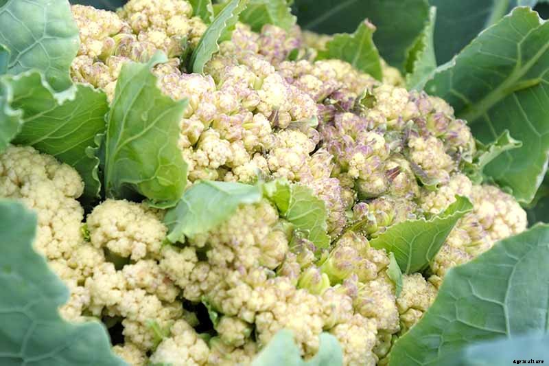 9 Cauliflower Head Disorders and How to Avoid Them