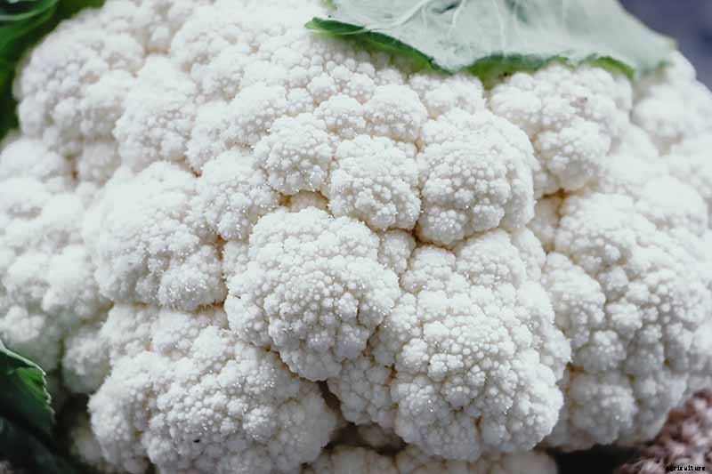 9 Cauliflower Head Disorders and How to Avoid Them